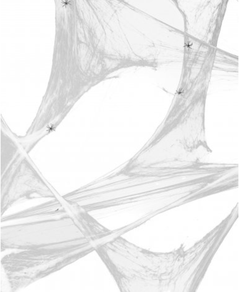 Spinnennetz mit Spinnen weiss 35qm 100g